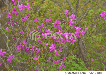 在小山的蜜蜂杜鵑花 在小山的蜜蜂杜鵑花 56574803