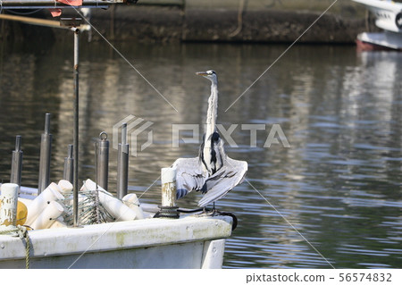 在岡口港看到的蒼鷺的獨特姿勢 在岡口港看到的蒼鷺的獨特姿勢 56574832