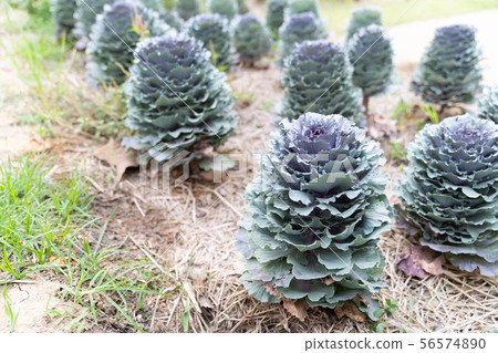 Beautiful longlived cabbage flower in garden 56574890