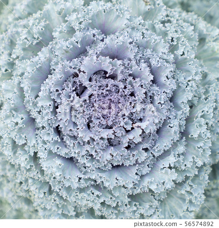 Beautiful longlived cabbage flower in garden 56574892
