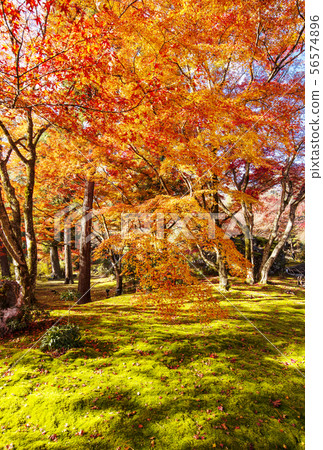 Maple and Japanese Garden, Tenryuji Hogonin, a famous place for autumn leaves in Kyoto 56574896