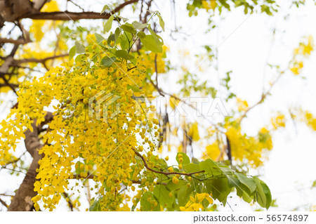 Beautiful cassia fistula flower on white sky Beautiful cassia fistula flower on white sky 56574897