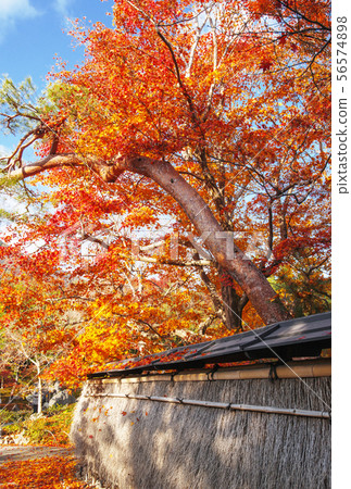 Maple and Japanese Garden, Tenryuji Hogonin, a famous place for autumn leaves in Kyoto 56574898