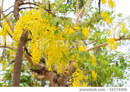 Beautiful cassia fistula flower on white sky 56574900