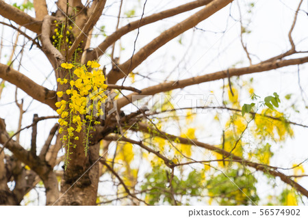 Beautiful cassia fistula flower on white sky Beautiful cassia fistula flower on white sky 56574902