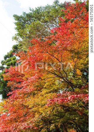 Autumn leaves of Kaohsiung Shrine in Kyoto 56575001