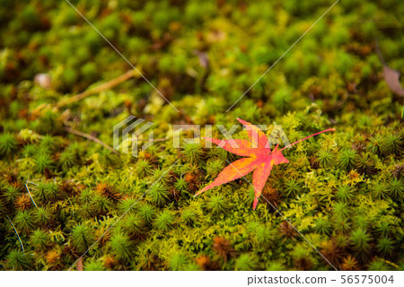 高雄寺廟秋葉在京都 高雄寺廟秋葉在京都 56575004
