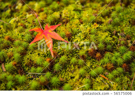 高雄寺廟秋葉在京都 高雄寺廟秋葉在京都 56575006