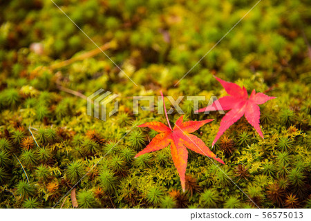 高雄寺廟秋葉在京都 高雄寺廟秋葉在京都 56575013