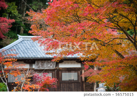 高雄寺廟秋葉在京都 高雄寺廟秋葉在京都 56575015