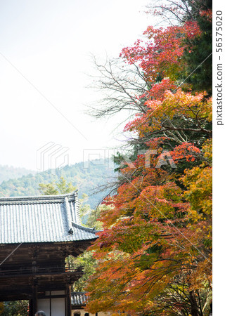 Autumn leaves of Kaohsiung Shrine in Kyoto Autumn leaves of Kaohsiung Shrine in Kyoto 56575020