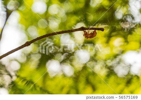 Cicadas Cicadas 56575169