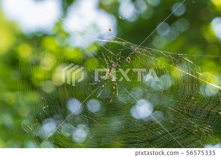 蜘蛛網 蜘蛛網 56575335