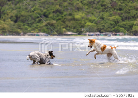 Two dogs are playing on the beach. Two dogs are playing on the beach. 56575922