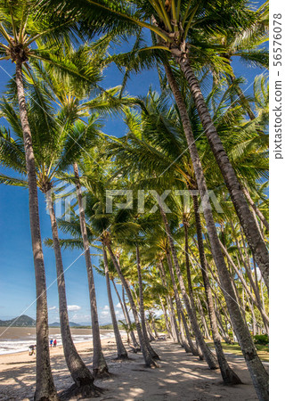 Palm Cove Palm Cove 56576078