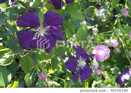 Clematis Etoile violet 56576190