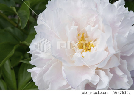Shakuyaku Catherine Fontaine 56576302