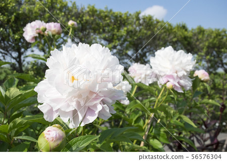 Shakuyaku Catherine Fontaine Shakuyaku Catherine Fontaine 56576304