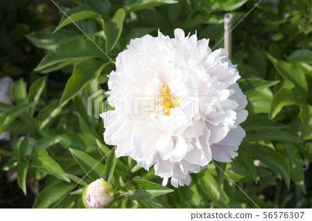 Shakuyaku Catherine Fontaine 56576307