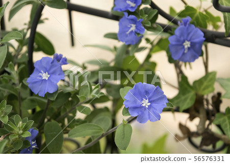 American Blue 56576331