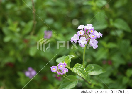 Kobanorantana Kobanorantana 56576334