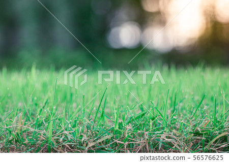green grass s blurred background bokeh green grass s blurred background bokeh 56576625