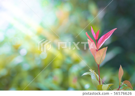 Christina tree in natural garden Christina tree in natural garden 56576626