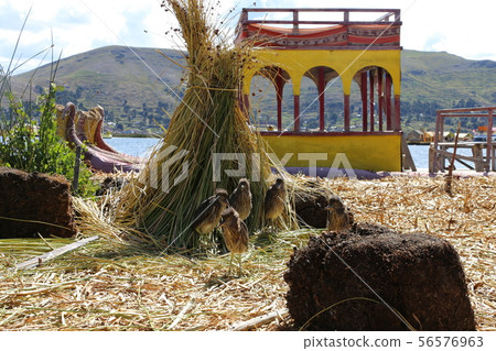 烏魯斯島寵物 烏魯斯島寵物 56576963