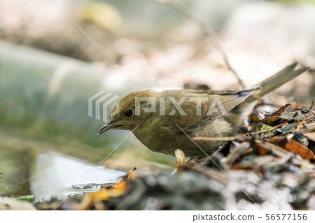 An Common chiffchaff 56577156