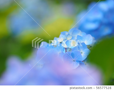 hydrangea hydrangea 56577528