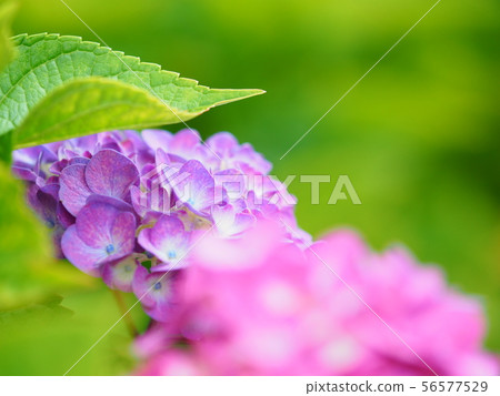 hydrangea hydrangea 56577529