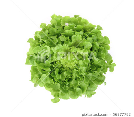 fresh green oak lettuce isolated on white fresh green oak lettuce isolated on white 56577792