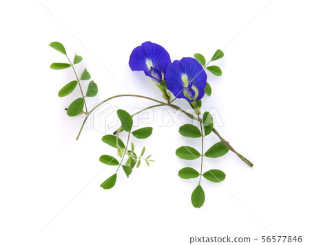 butterfly pea, blue pea, or asian pigeonwings 56577846