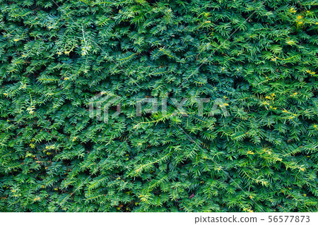 Closeup fresh green christmas leaves, branches of 56577873