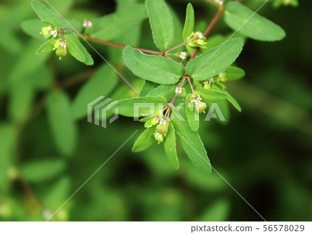 Freshwater fish 56578029