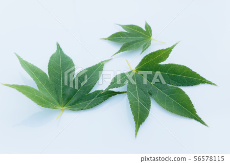 Momiji leaves 56578115