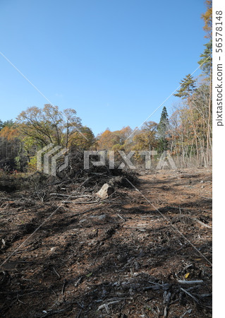 deforestation deforestation 56578148