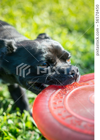 Fleece play Fleece play 56578450