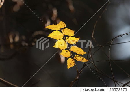 Autumn leaves landscape Autumn leaves landscape 56578775