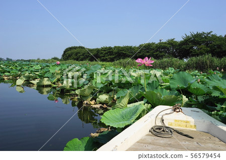 7月Tatebayashi 28 Shironuma花蓮觀光船，杜鵑花是Oka公園 56579454