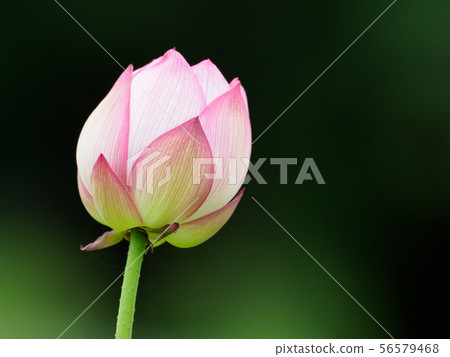 Pink lotus bud 56579468