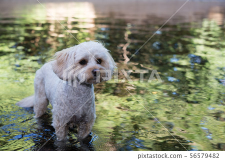Dog-cauble Dog-cauble 56579482