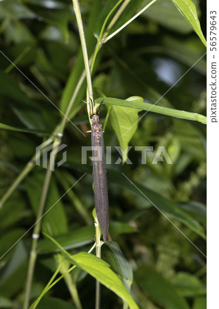 Ustar Cowgrow Ustar Cowgrow 56579643