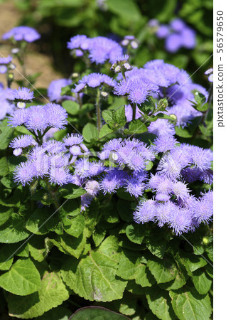 Cuckoo thistle 56579650