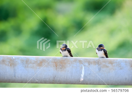 Swallow child on the railing of the bridge Swallow child on the railing of the bridge 56579706