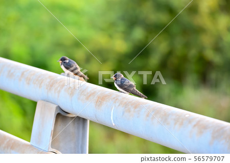 Swallow child on the railing of the bridge Swallow child on the railing of the bridge 56579707
