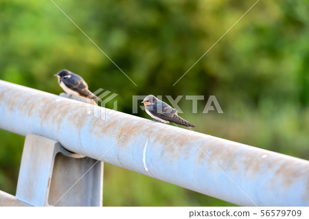 Swallow child on the railing of the bridge 56579709