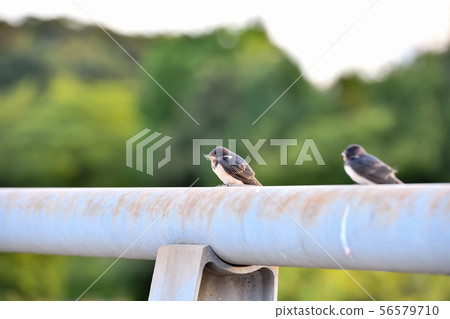 Swallow child on the railing of the bridge 56579710