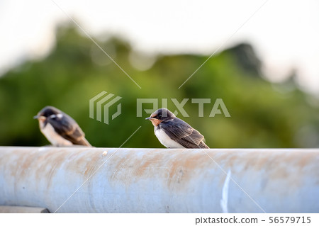 Swallow child on the railing of the bridge Swallow child on the railing of the bridge 56579715