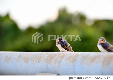 Swallow child on the railing of the bridge Swallow child on the railing of the bridge 56579716